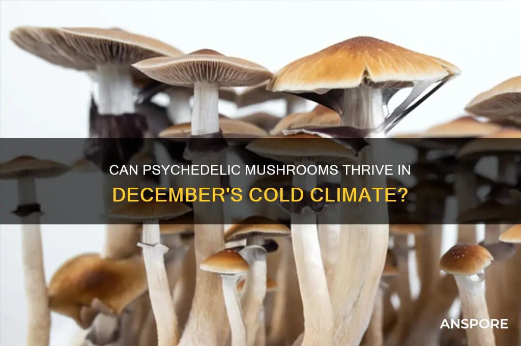 do psychedelic mushrooms grow in december