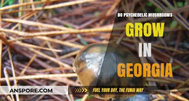 Psychedelic Mushrooms in Georgia: Exploring Their Presence and Legality