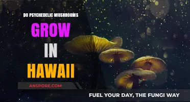 Exploring Hawaii's Forests: Do Psychedelic Mushrooms Thrive in the Islands?