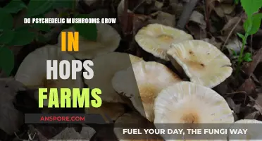 Psychedelic Mushrooms in Hops Farms: Myth or Reality?