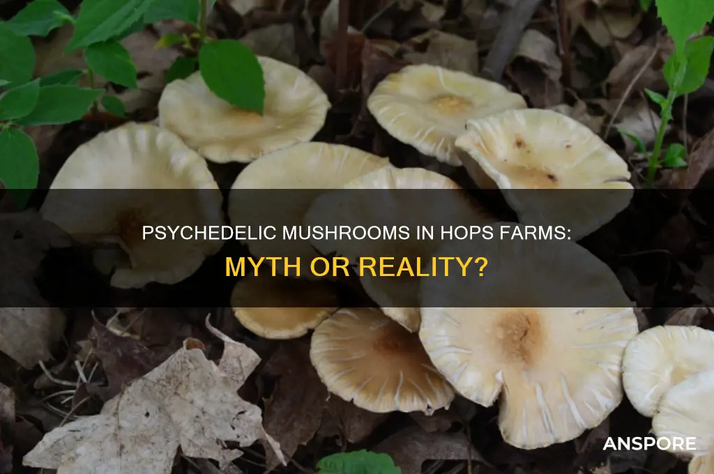 do psychedelic mushrooms grow in hops farms