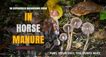 Can Psychedelic Mushrooms Thrive in Horse Manure? Exploring the Possibility