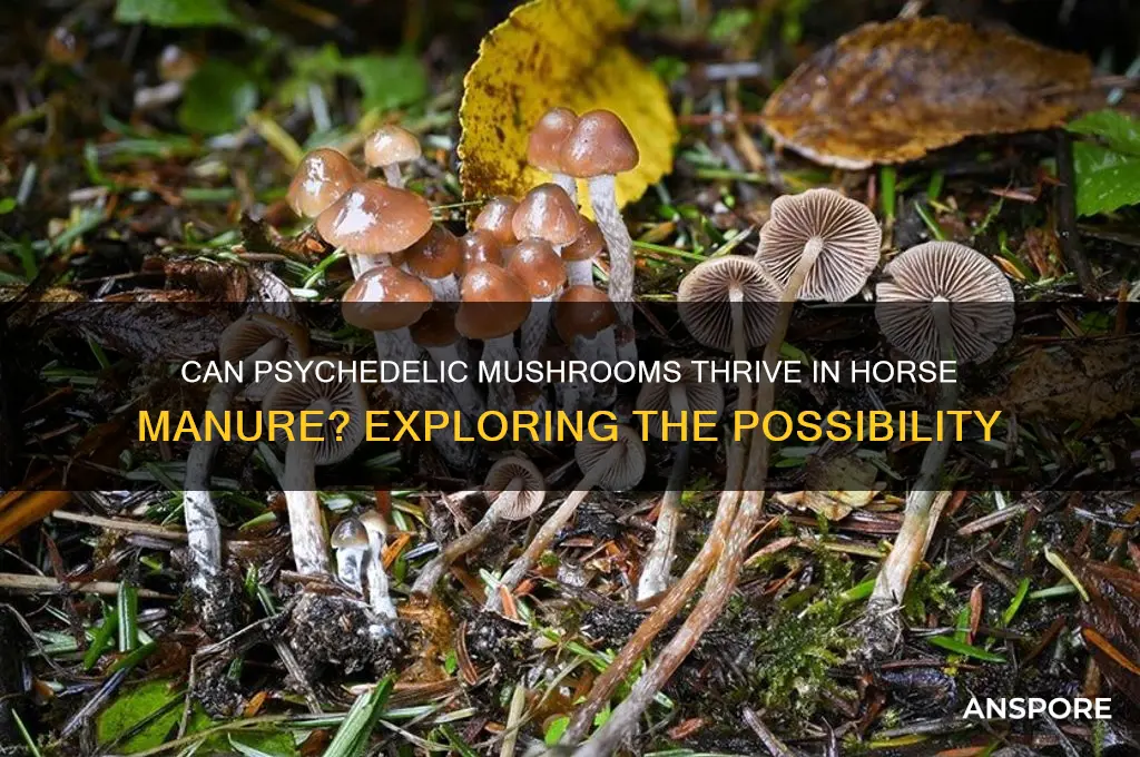 do psychedelic mushrooms grow in horse manure