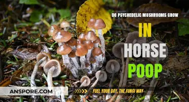 Can Psychedelic Mushrooms Thrive in Horse Manure? Exploring the Myth