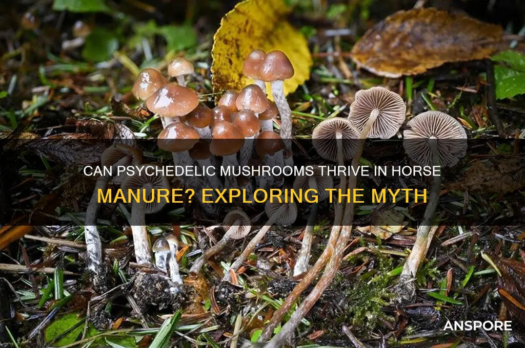 do psychedelic mushrooms grow in horse poop