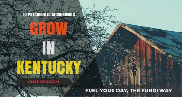 Exploring Kentucky's Forests: Do Psychedelic Mushrooms Thrive Here?