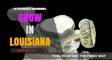 Exploring Louisiana's Forests: Do Psychedelic Mushrooms Thrive in the Bayou State?