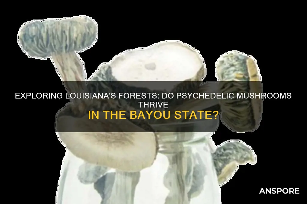 do psychedelic mushrooms grow in louisiana