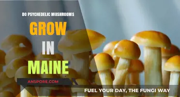 Exploring Maine's Forests: Do Psychedelic Mushrooms Thrive in This State?