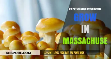 Psychedelic Mushrooms in Massachusetts: Where and How They Grow