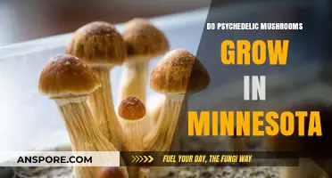Psychedelic Mushrooms in Minnesota: Exploring Their Presence and Legality