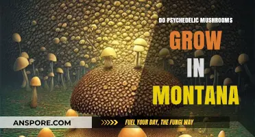 Exploring Montana's Forests: Do Psychedelic Mushrooms Thrive in Big Sky Country?