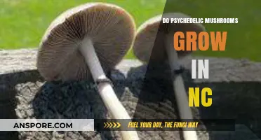 Exploring NC's Forests: Do Psychedelic Mushrooms Grow in North Carolina?