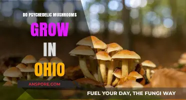Psychedelic Mushrooms in Ohio: Where and How They Grow