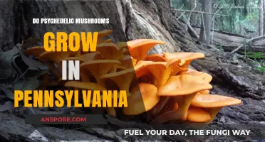 Exploring Pennsylvania's Forests: Do Psychedelic Mushrooms Thrive Here?