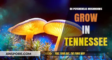 Psychedelic Mushrooms in Tennessee: Exploring Their Presence and Legality