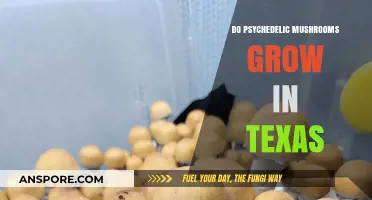 Exploring Texas: Do Psychedelic Mushrooms Thrive in the Lone Star State?