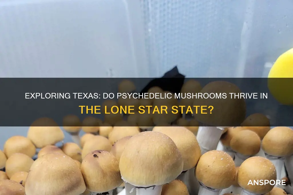 do psychedelic mushrooms grow in texas