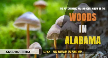 Exploring Alabama's Forests: Do Psychedelic Mushrooms Thrive in the Woods?