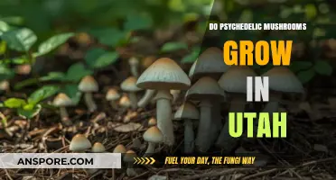 Exploring Utah's Wilderness: Do Psychedelic Mushrooms Thrive Here?