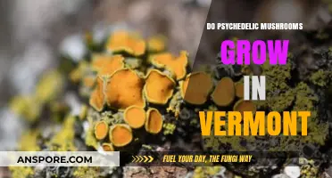 Exploring Vermont's Forests: Do Psychedelic Mushrooms Thrive in the Green Mountain State?
