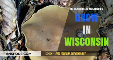 Exploring Wisconsin's Forests: Do Psychedelic Mushrooms Thrive Here?