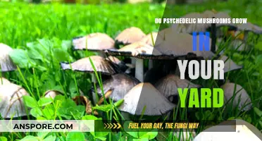 Psychedelic Mushrooms in Your Yard: Unveiling Nature's Hidden Secrets