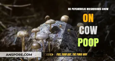 Psychedelic Mushrooms and Cow Dung: Unraveling the Growth Mystery