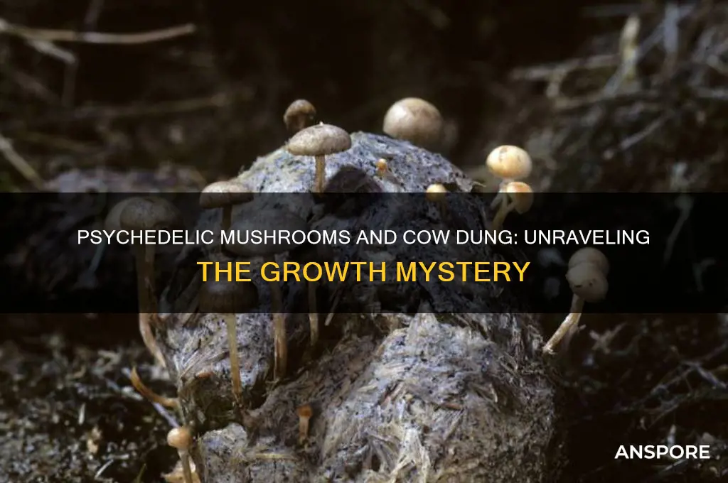 do psychedelic mushrooms grow on cow poop