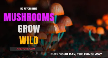 Exploring Nature's Mystery: Do Psychedelic Mushrooms Grow Wild?