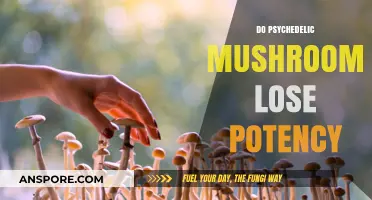 Psychedelic Potency: Do Magic Mushrooms Lose Their Power?
