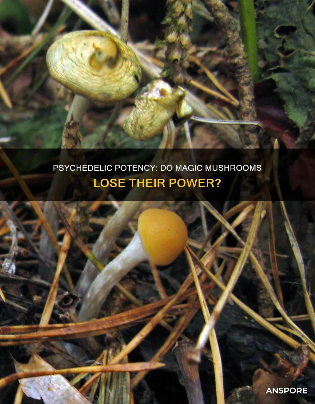 do psychedelic mushrooms lose potency