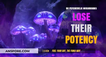 Psychedelic Potency: Do Magic Mushrooms Lose Their Power?