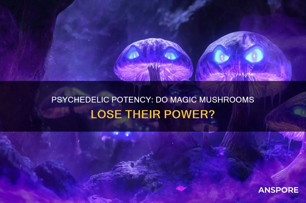 do psychedelic mushrooms lose their potency