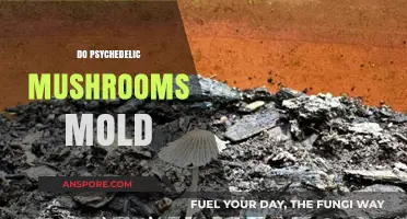 Psychedelic Mushrooms: Avoiding Mold Problems