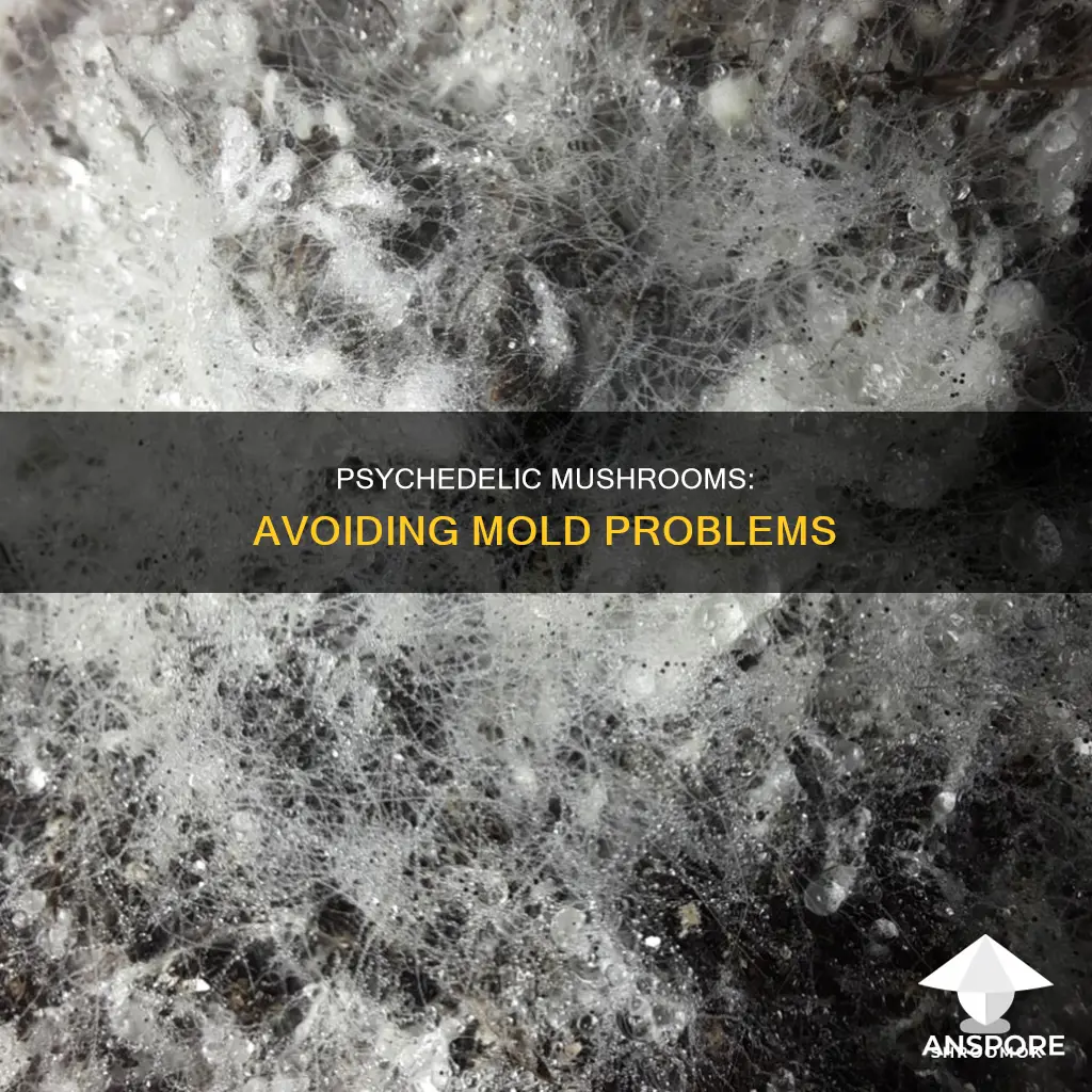 do psychedelic mushrooms mold