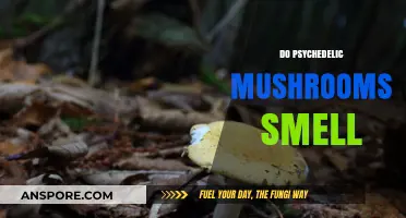Magic Mushrooms: Do They Have a Distinct Aroma?