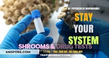 Psychedelic Mushrooms: How Long Do They Stay in Your System?