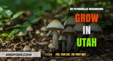 Exploring Utah's Wilderness: Do Psychedelic Mushrooms Thrive in Its Soil?