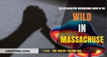 Wild Psychoactive Mushrooms in Massachusetts: A Forager's Guide