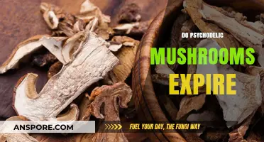 Psychedelic Mushrooms: Do They Have an Expiry Date?