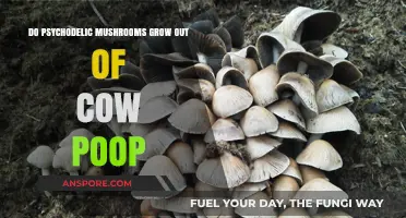 Do Psychedelic Mushrooms Really Grow Out of Cow Poop?