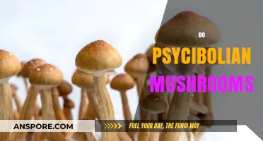 Psychedelic Mushrooms: A Natural Mind-Altering Experience