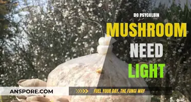 Understanding the Light Requirements of Psilocybin Mushrooms