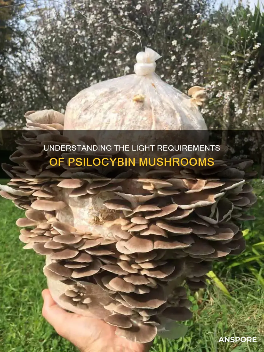 do psycolbin mushrooms need light