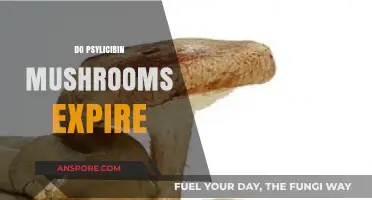 Psylicibin Mushrooms: Do They Have an Expiry Date?