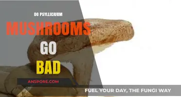 Do Psilocybin Mushrooms Expire? Shelf Life and Storage Tips
