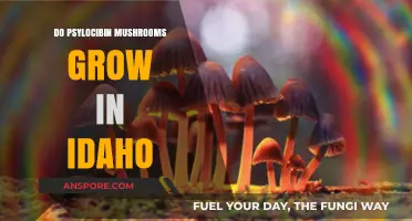 Exploring Idaho's Forests: Do Psilocybin Mushrooms Grow in the Gem State?