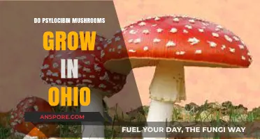 Exploring Ohio's Forests: Do Psilocybin Mushrooms Grow Here?