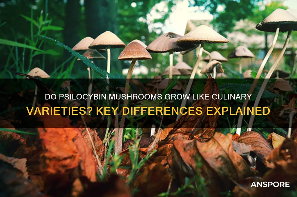 do psylocibing mushrooms grow the same as culinary